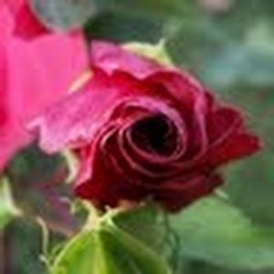 Meet your Posher, Mindy